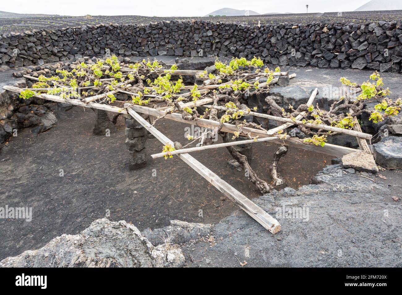 Reben, die in vulkanischen Gesteinen wachsen und von Holz unterstützt werden, Bodegas el Grifo, La Geria, Lanzarote, Kanarische Inseln, Spanien Stockfoto