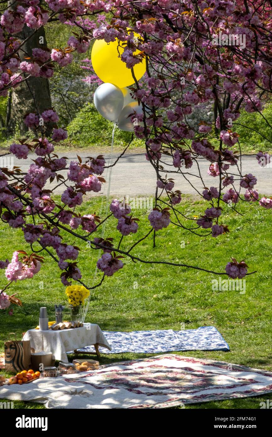 Der Central Park ist lebhaft, wenn sich die Kwanzan-Kirschbäume in Bloom, 2021 Springtime, NYC, USA, befinden Stockfoto