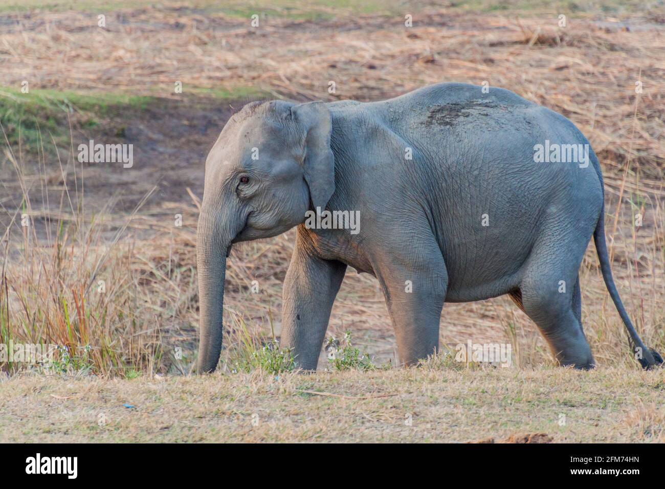 Junger Elefant im Kaziranga-Nationalpark, Indien Stockfoto