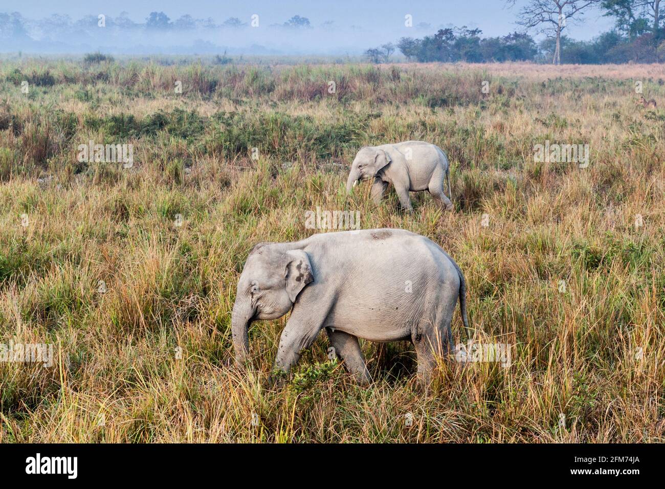 Elefanten im Kaziranga Nationalpark, Indien Stockfoto