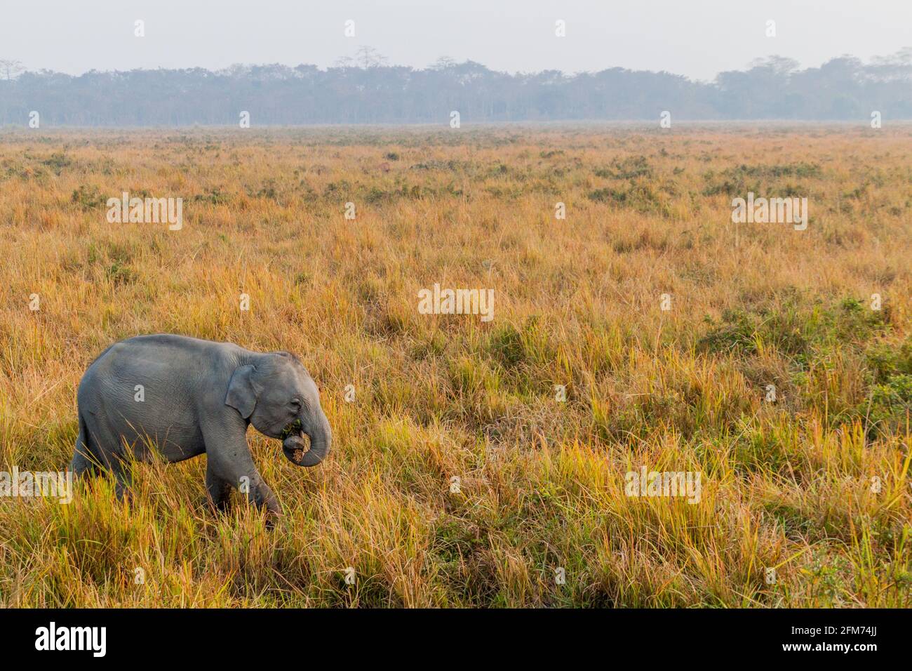Elefant im Kaziranga Nationalpark, Indien Stockfoto