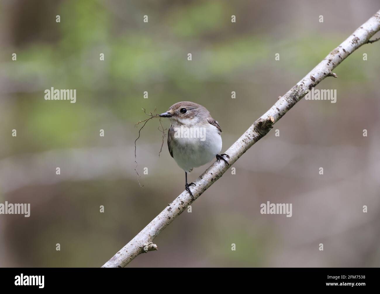 Pied Flycatcher, Ficedula hypoleuca, Weibchen in einem Waldgebiet. Stockfoto
