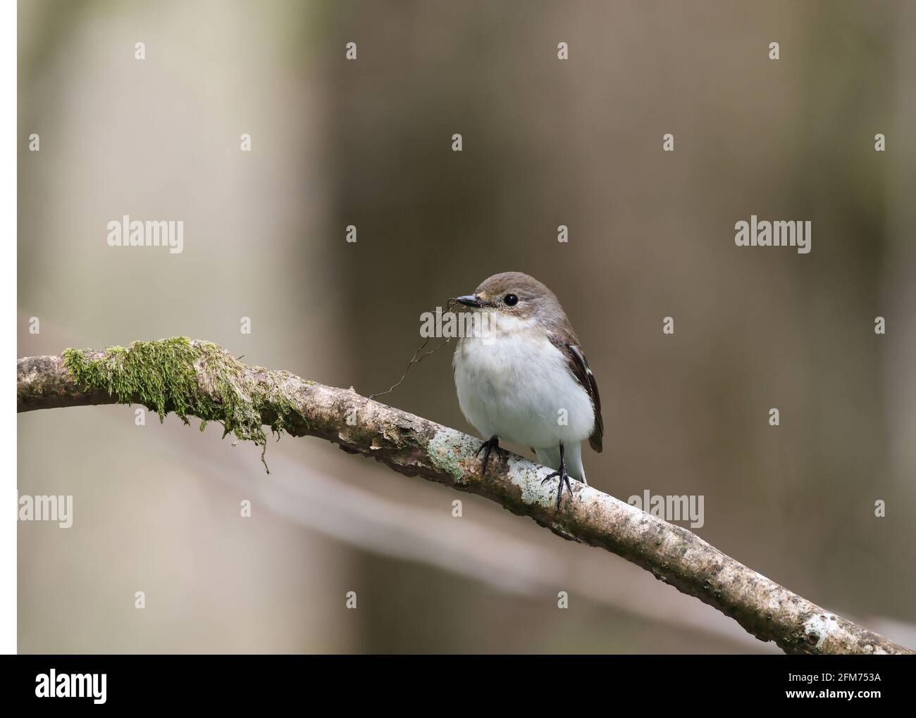 Pied Flycatcher, Ficedula hypoleuca, Weibchen in einem Waldgebiet. Stockfoto