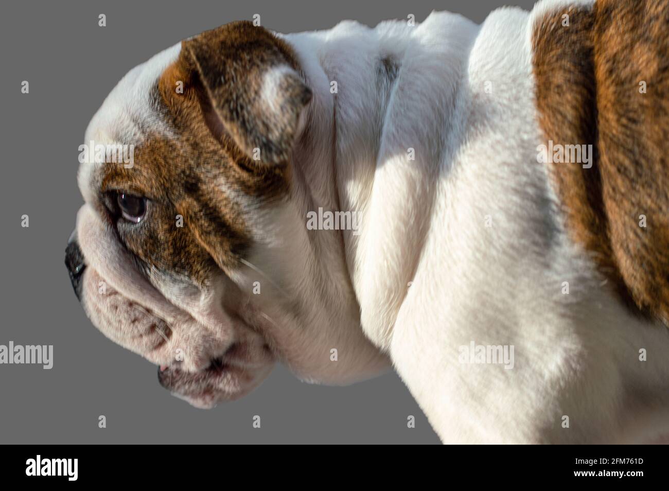 Englischer Bulldog Welpe 4 Monate alt Stockfoto