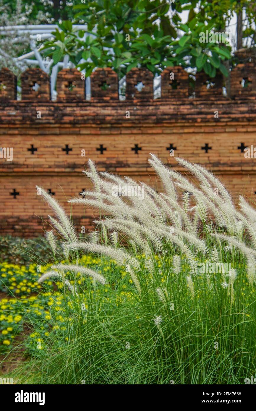 Wunderschöne koreanische Feather Reed rass im Royal Park Rajapruekin Mae Hia, Thailand Stockfoto