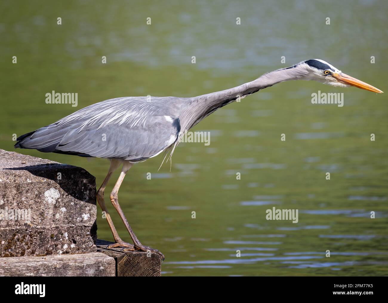 Nahaufnahme von Graureiher auf der Seite des Sees mit Hals ausgestreckt Jagd nach Fischen - Seitenansicht Stockfoto