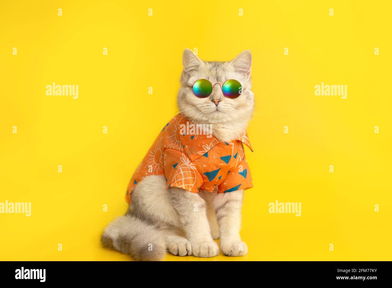 Weiße britische Katzen tragen Sonnenschutz und Hemd isoliert auf dem gelben Hintergrund. Stockfoto