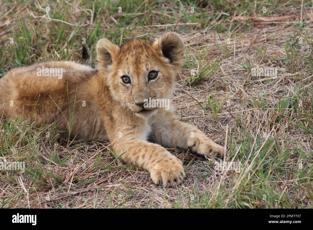 Lion Cub in Maasai Mara Stockfoto