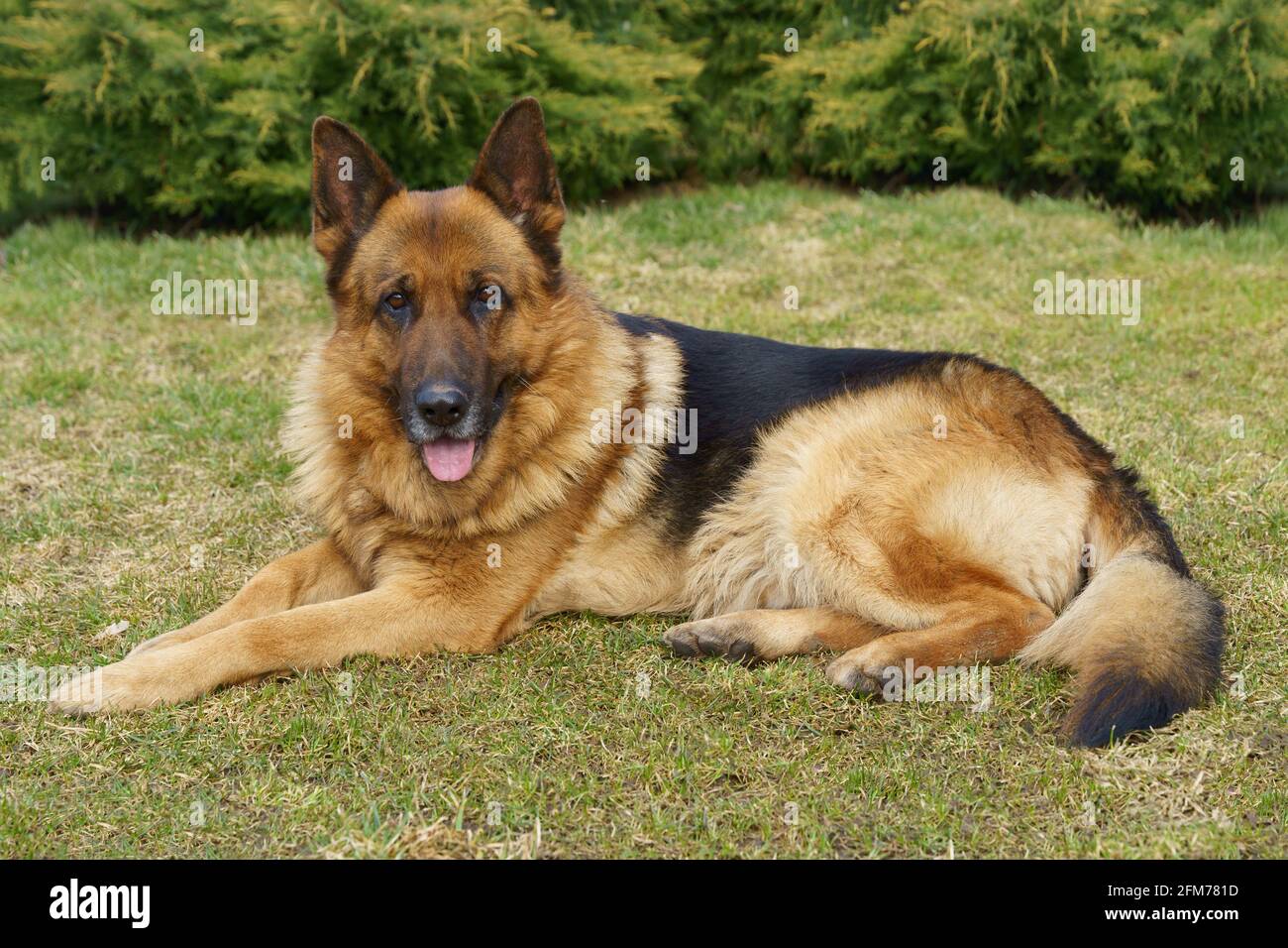 Deutscher Shepard legte sich auf das Gras Stockfoto