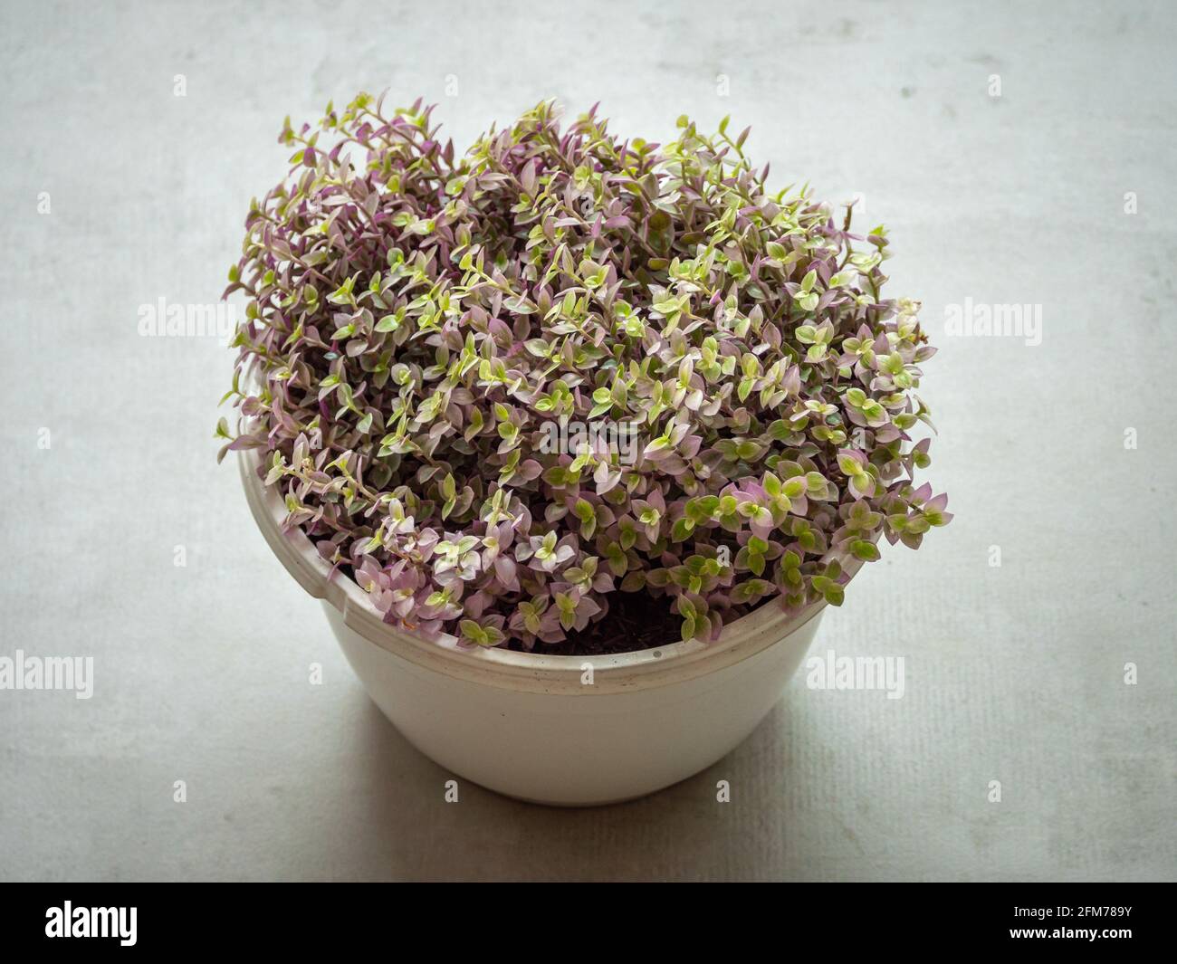 Kriechende Pflanze, bolivianischer Jude oder Schildkrtenwine (Callisia  Repens), Withe Topfpflanze mit kleinen grnen und violetten Blttern  Stockfotografie - Alamy