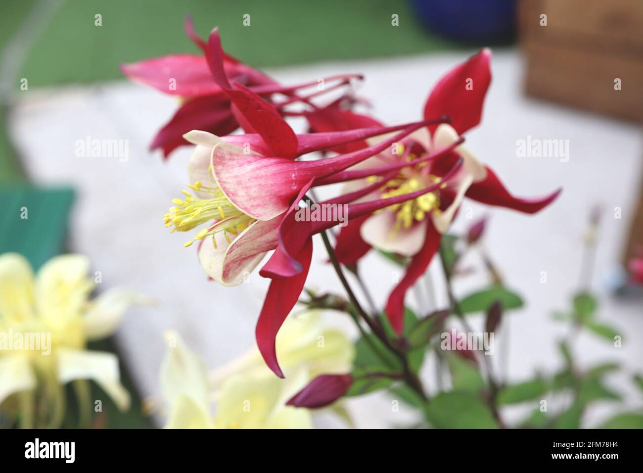 Aquilegia vulgaris ‘Crimson Star’ Columbine / Granny’s Bonnet – weiße Blüten mit roten Sepalen und langen geraden Spornen, Mai, England, Großbritannien Stockfoto