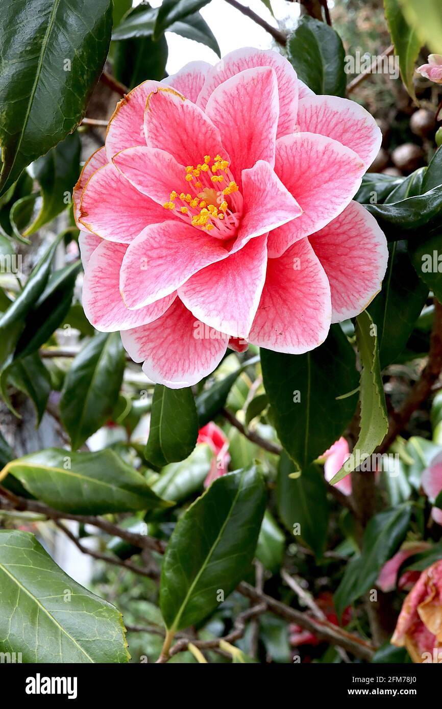Camellia japonica ‘Yours Truly’ Japanische Camellia Yours Truly – stark geädert rosa Blüten mit weißen Rändern, Mai, England, Großbritannien Stockfoto