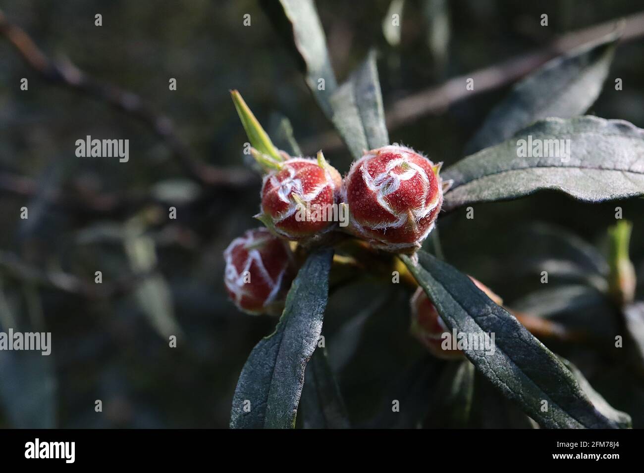 Cistus ladanifer Blütenknospen nur gewöhnlicher Zahnfleischzistus – runde rote Blütenknospen mit seidenweißen Haaren, dunkelgrünen Lanceolatblättern, Mai, England, Großbritannien Stockfoto