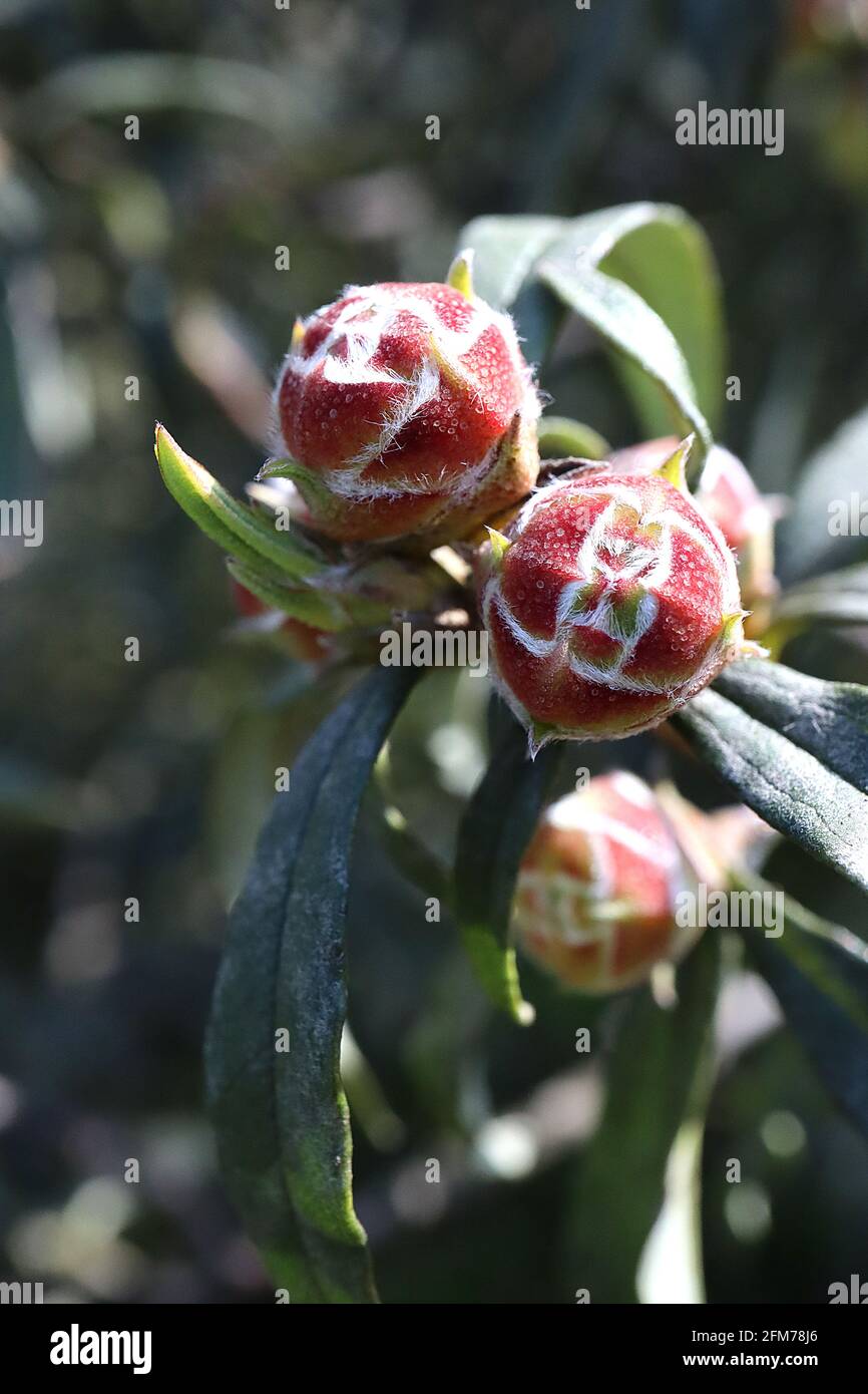 Cistus ladanifer Blütenknospen nur gewöhnlicher Zahnfleischzistus – runde rote Blütenknospen mit seidenweißen Haaren, dunkelgrünen Lanceolatblättern, Mai, England, Großbritannien Stockfoto