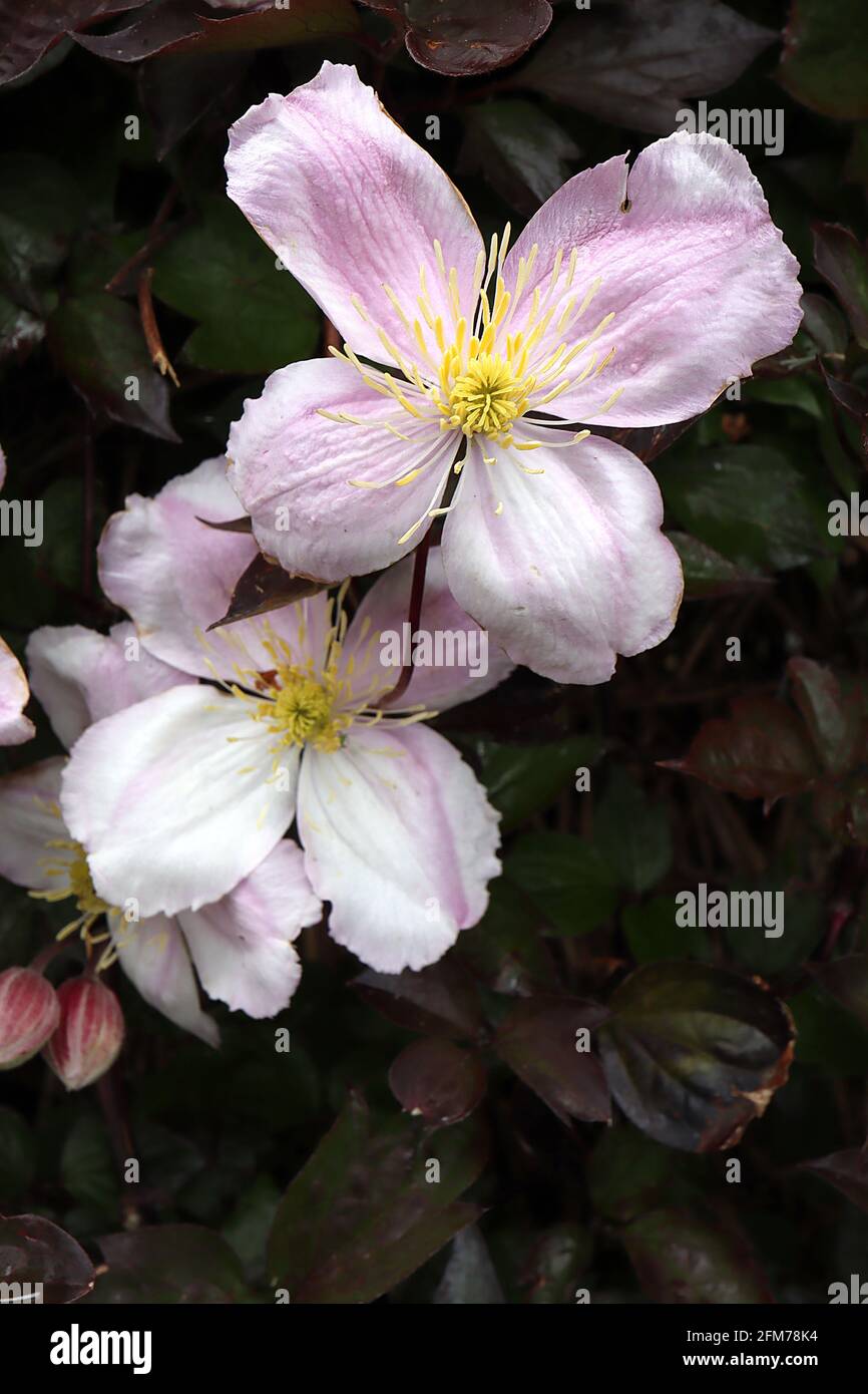 Clematis montana ‘Elizabeth’ Pale rosa Blüten mit Satin-Glanz, Mai, England, UK Stockfoto