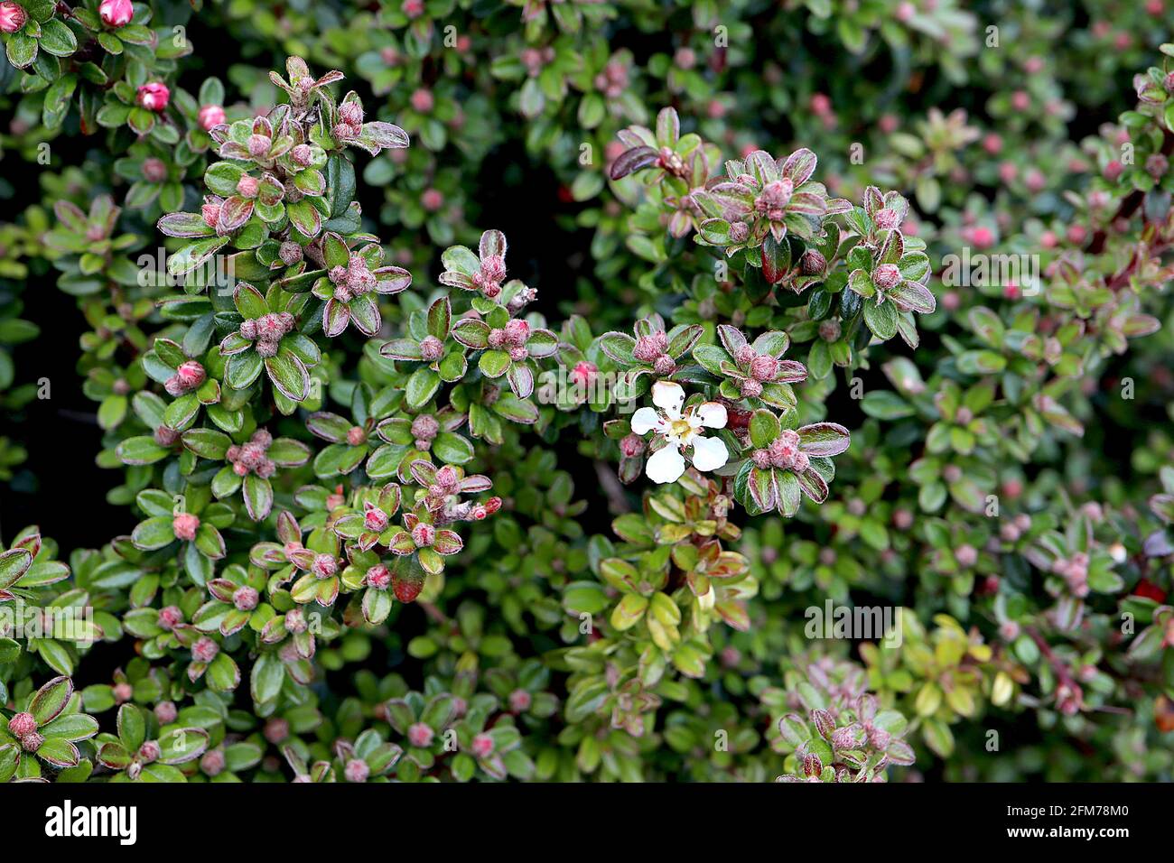 Cotoneaster microphyllus Littleleaf cotoneaster – kleine weiße Blüten und kleine dunkelgrüne, rot umrandete Blätter, Mai, England, Großbritannien Stockfoto