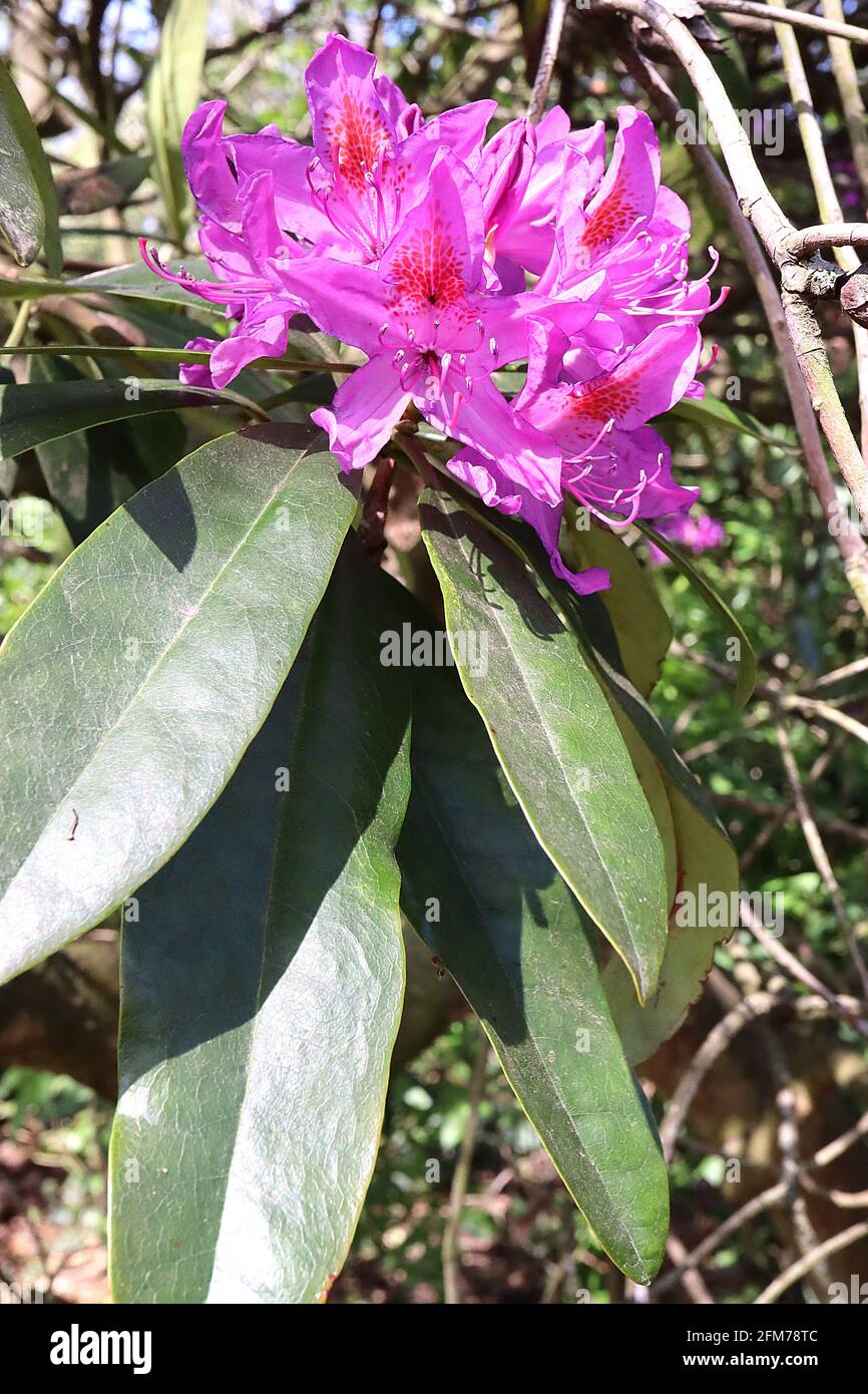 Rhododendron ‘Catawbiense Boursalt’ tiefrosa Blüten mit rotem Fleck, lange längliche, nach unten zeigende dunkelgrüne Blätter, Mai, England, Großbritannien Stockfoto