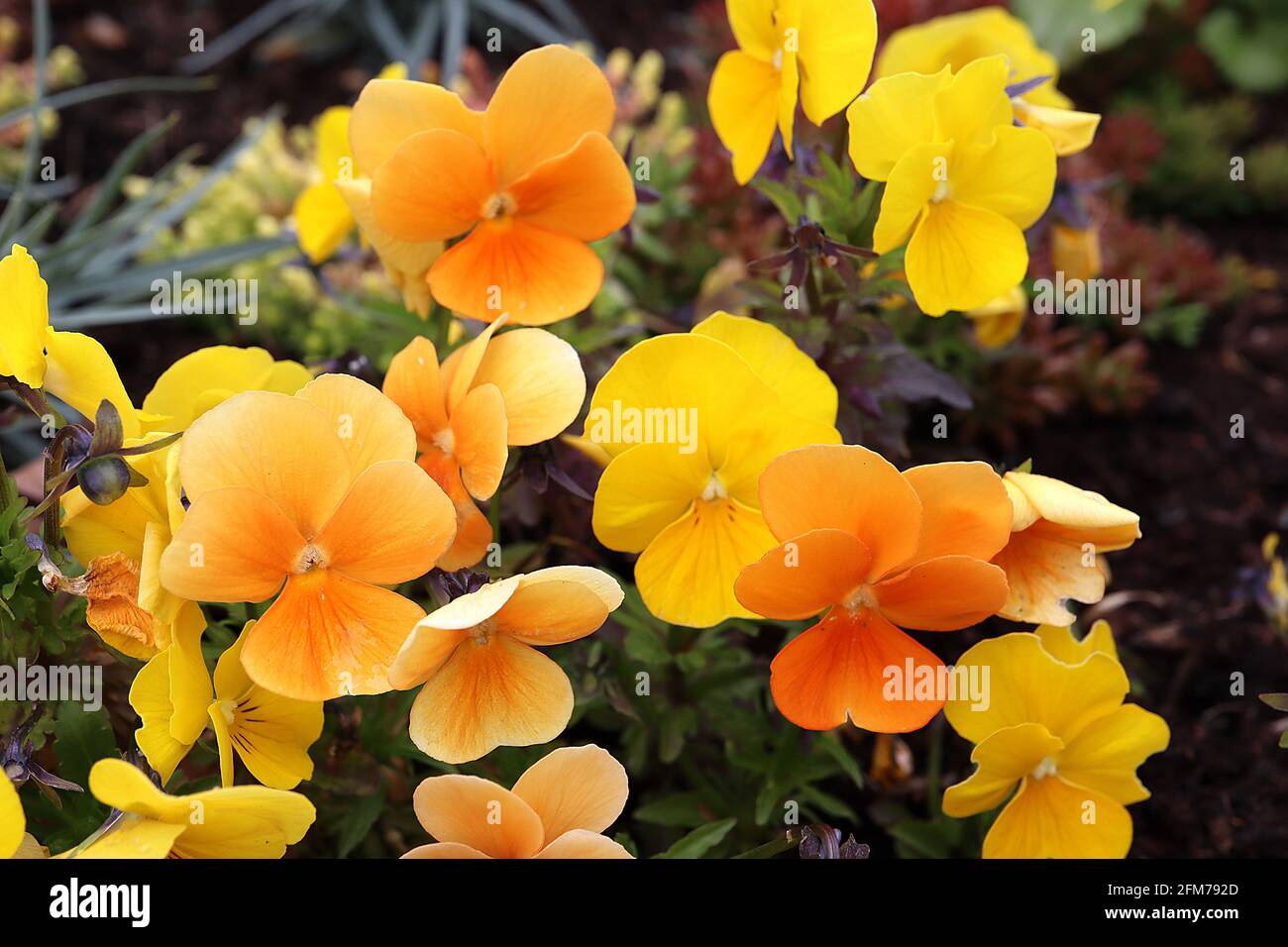 Viola / Stiefmütterchen ‘Sorbet Yellow’ Gelbe Blüten mit kleinen Whiskys Viola / Stiefmütterchen ‘Sorbet Deep Orange’ Orange Blüten, Mai, England, UK Stockfoto