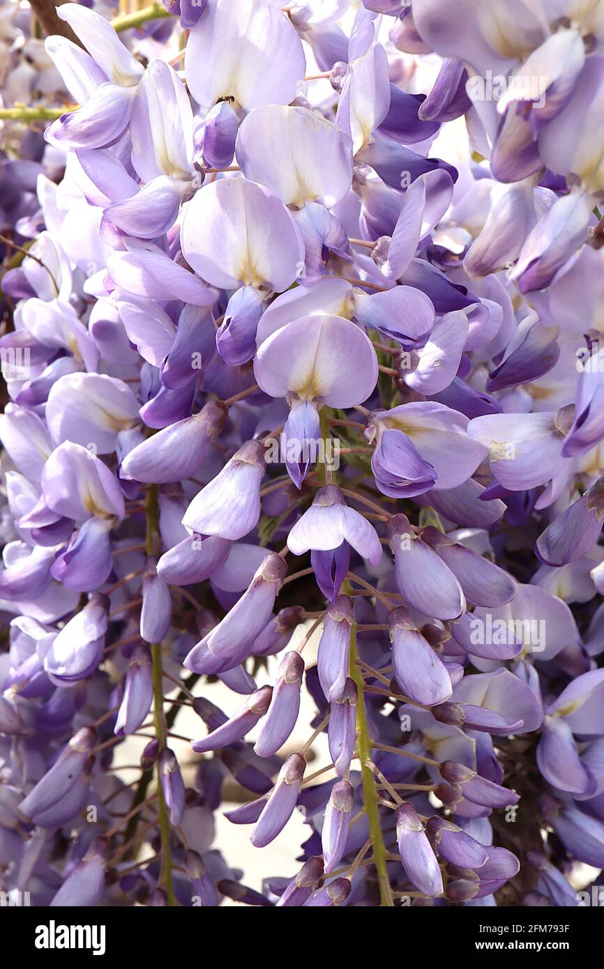 Wisteria floribunda ‘Domino’ Japanische Glyzinie Domino - lila blaue Blüten, gelber Streifen, violette Flügel, lila Spitzen, bronzegrüne Blätter, Mai, Großbritannien Stockfoto