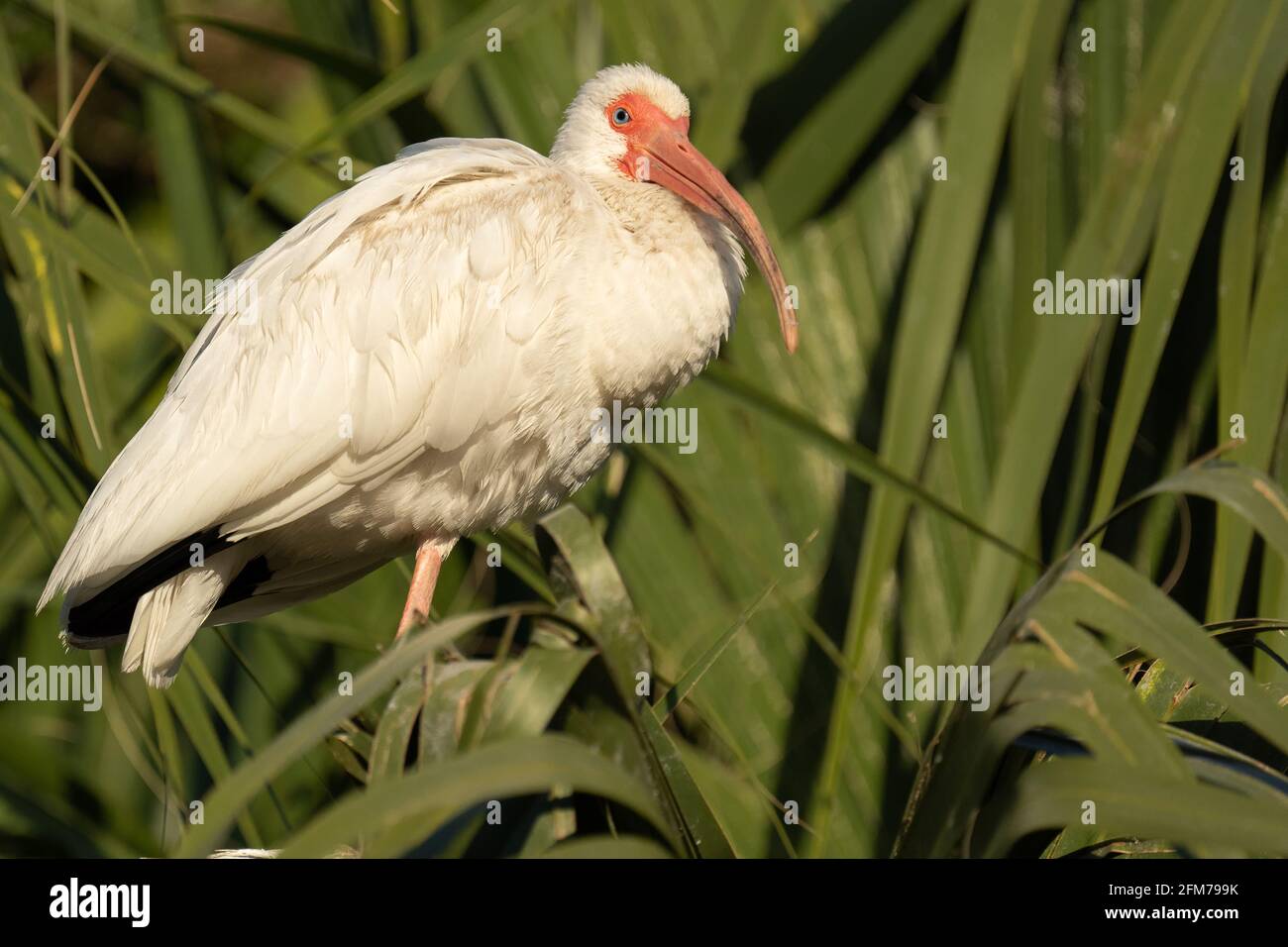 Weißer Ibis Stockfoto