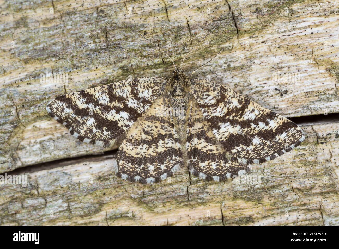 Makrofoto einer weiblichen Heide, Ematurga atomaria auf Holz Stockfoto