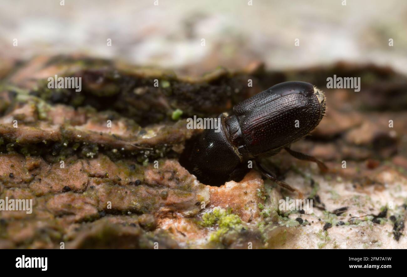 Schwarze und weiße käfer Fotos und Bildmaterial in hoher Auflösung Alamy