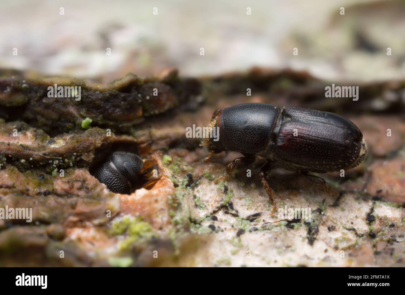 Weiße Rindenkäfer aus Buche, Scolytus carpini auf Holz Stockfoto