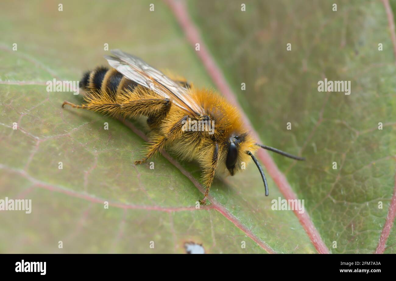 Männliche Pantaloonbiene, Dasypoda hirtipes auf Blatt Stockfoto
