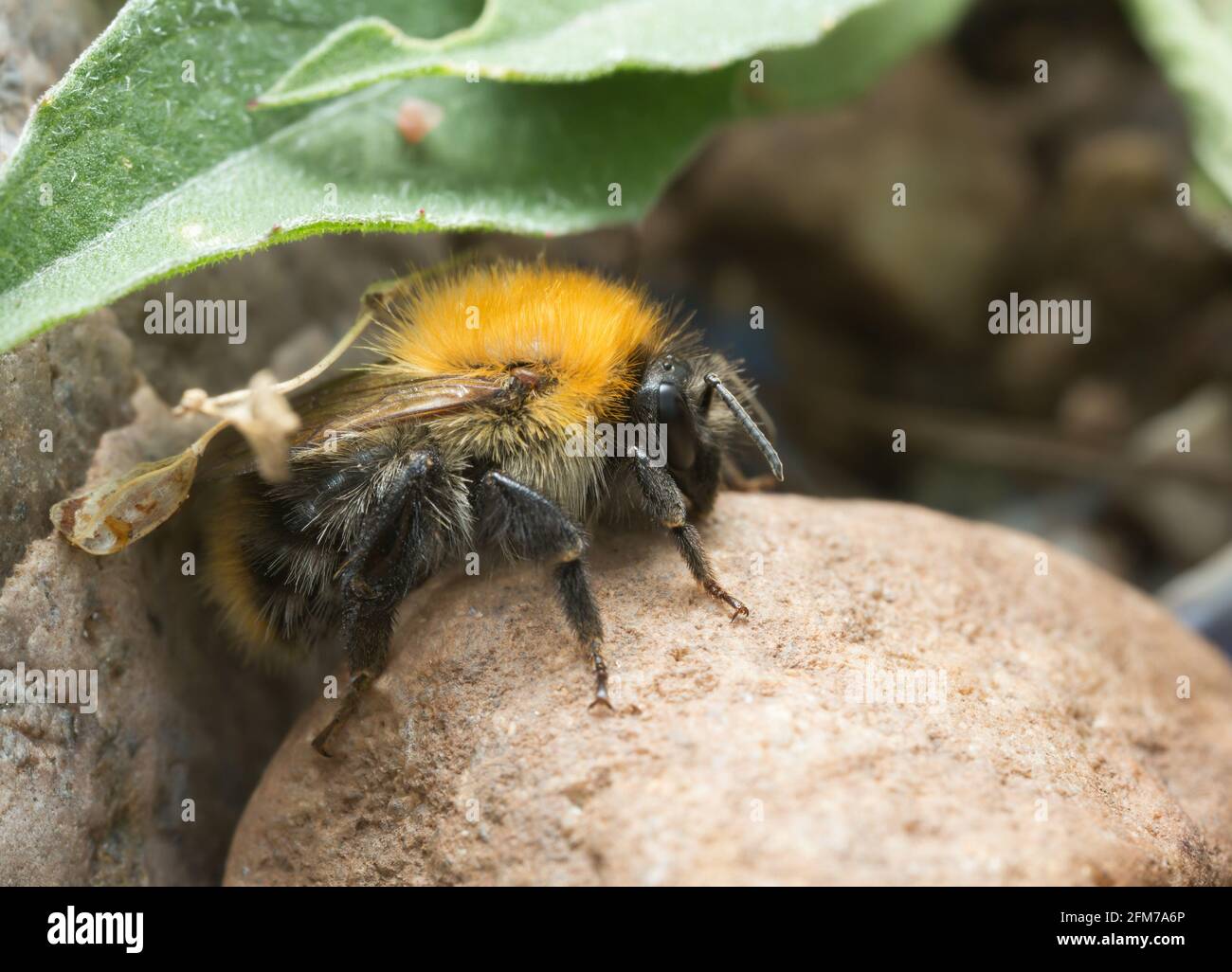 Weibliche Karderbiene, Bombus pascuorum auf Felsen Stockfoto