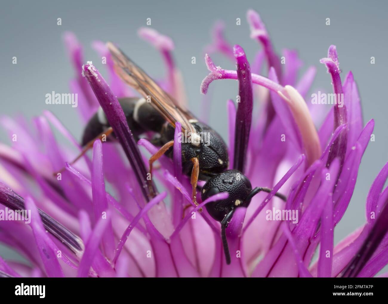 Parasitenwespe, die sich auf Knaps ernährt Stockfoto