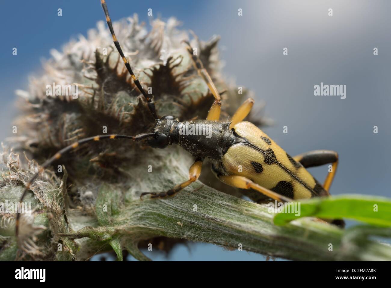 Geflecktes Langhorn, Rutpela maculata auf der Pflanze, Makrofoto Stockfoto