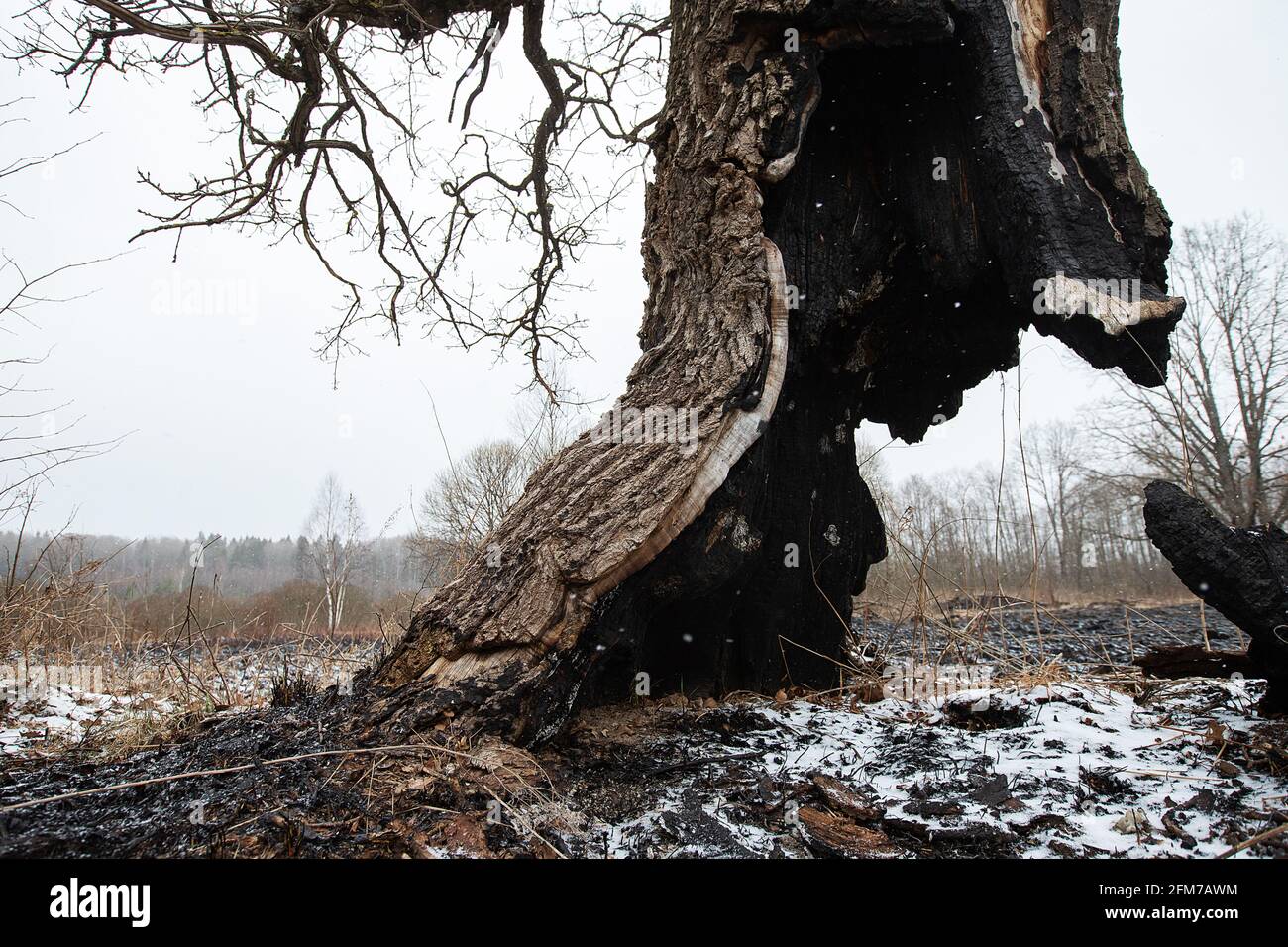 Der Stamm eines Baumes, der weiter wächst, wurde zu Boden verbrannt, die Folgen eines natürlichen Feuers auf die verkohlte Asche, ein seltsamer Baum, der überlebt hat Stockfoto