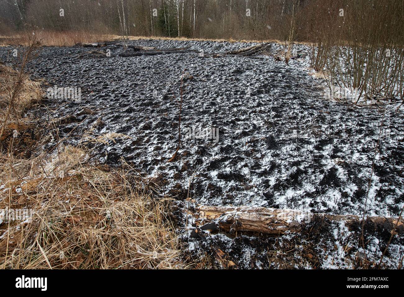 Weiße Asche nach einem Waldbrand liegt auf dem verkohlten schwarzen Boden in einem Feld, Schnee fällt von oben, eine kontrastierende Landschaft der ökologischen Katastrophe mit Stockfoto