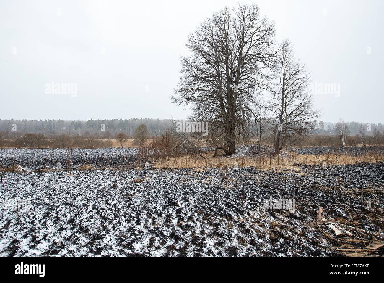 Weiße Asche nach einem Waldbrand liegt auf dem verkohlten schwarzen Boden in einem Feld, Schnee fällt von oben, eine kontrastierende Landschaft der ökologischen Katastrophe mit Stockfoto