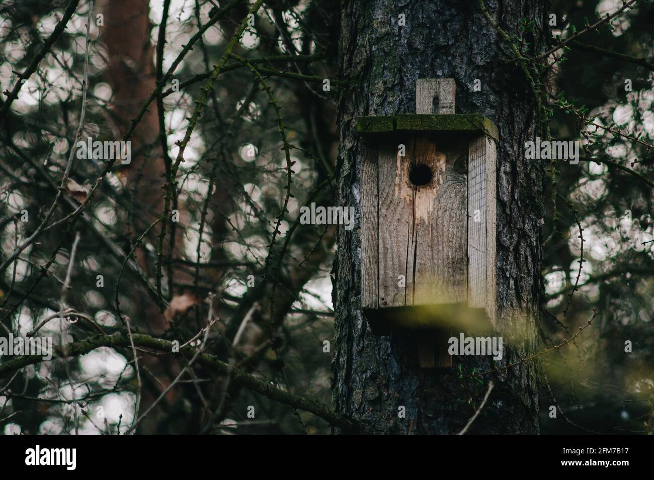 Futterhäuschen für Vögel im Wald Stockfoto