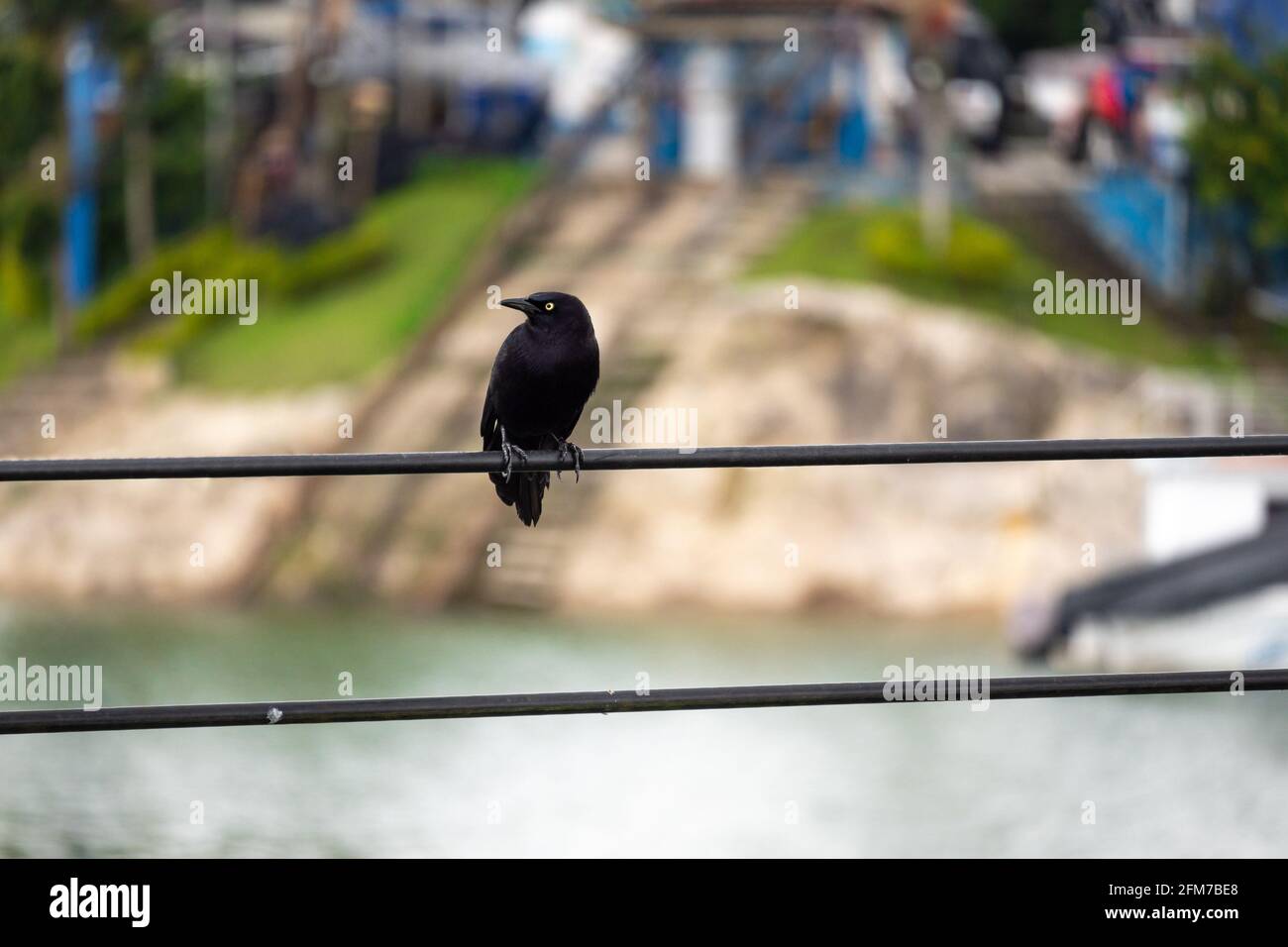 Der Carib Grackle (Quiscalus lugubris). Ein schwarzer Vogel, der auf den elektrischen Drähten am Fluss in Guatape, Kolumbien, steht Stockfoto