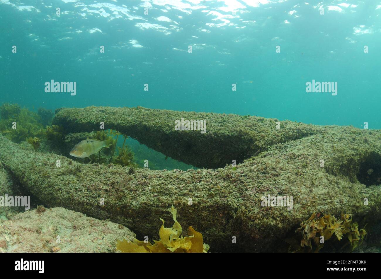 Großer Baumstamm, der in flaches Wasser getaucht wurde, wodurch Durchgänge und Verstecke für Rifffische geschaffen wurden. Stockfoto