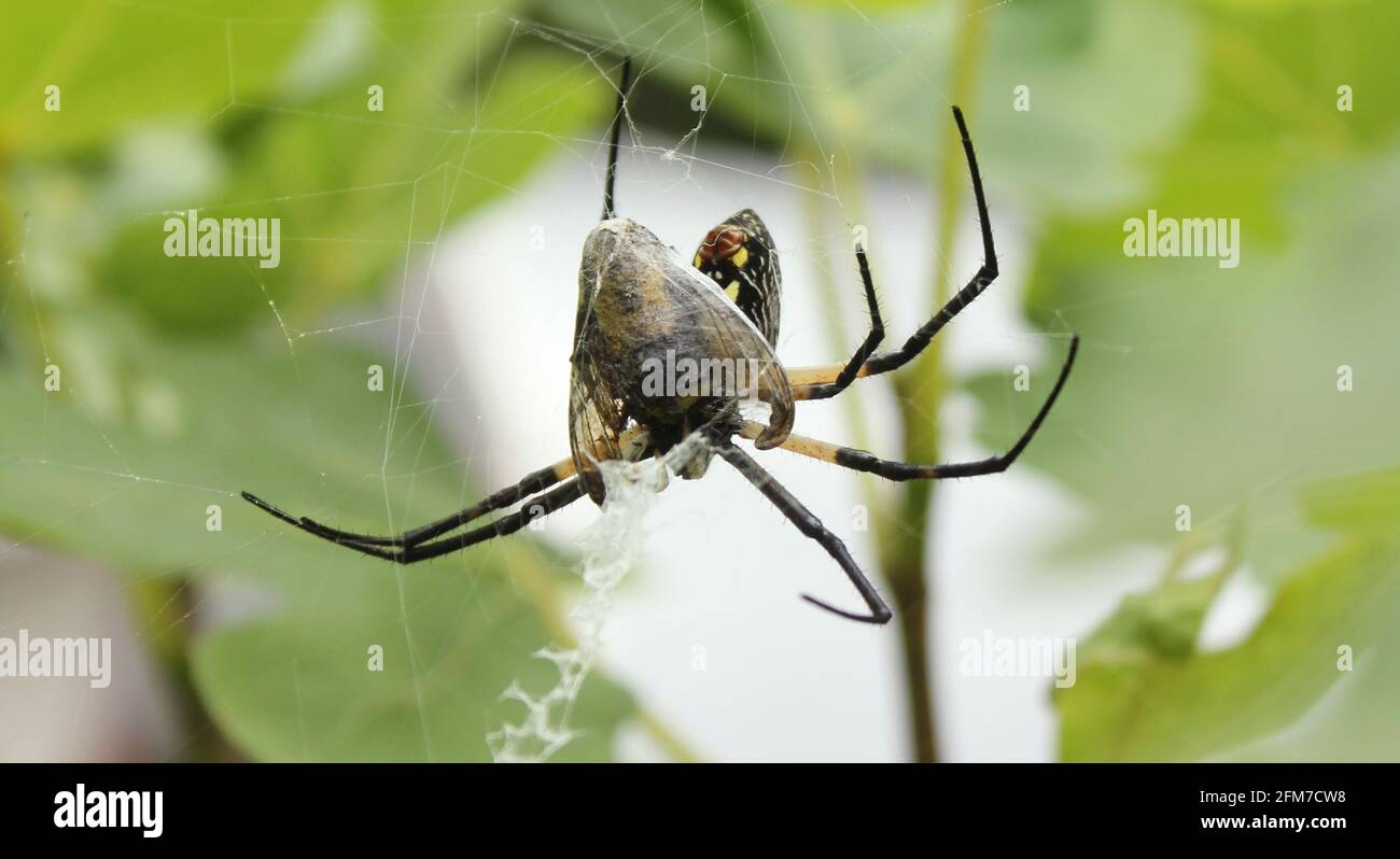 Schwarze und gelbe Gartenspinne Argiope aurantia, die Beute in Feigenbaum frisst Stockfoto