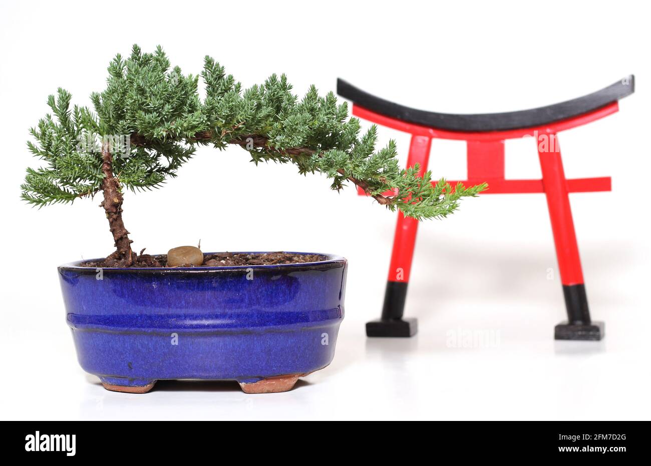 Bonsai-Baum auf weißem Hintergrund mit Torii-Tor Stockfoto
