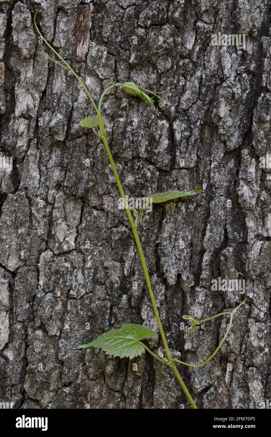 Traube, Vitis sp., Weinrebe, die auf Post Oak klettert, Quercus stellata Stockfoto