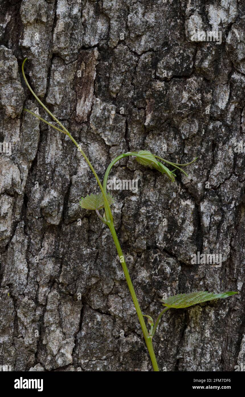 Traube, Vitis sp., Weinrebe, die auf Post Oak klettert, Quercus stellata Stockfoto