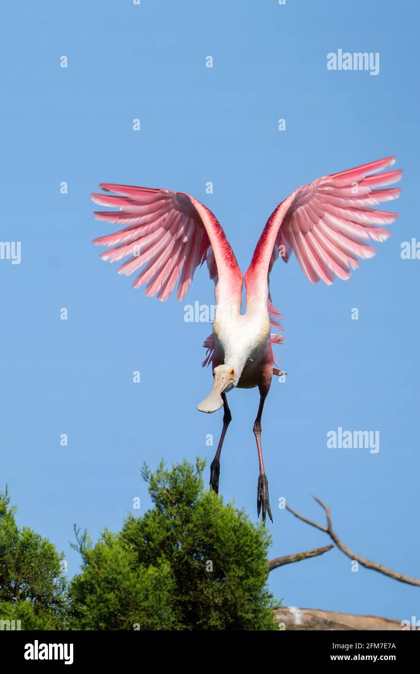 Ein Rosenlibber im Flug Stockfoto