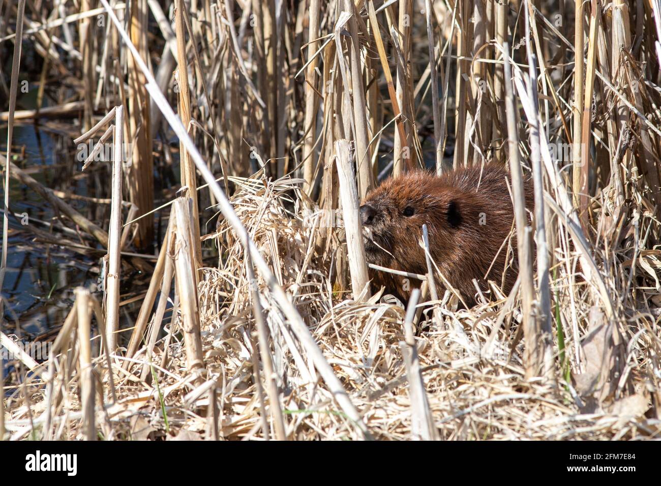 Am Rand eines Teiches versteckt sich ein nordamerikanischer Biber (Castor canadensis) unter trockenem Schilf. Stockfoto
