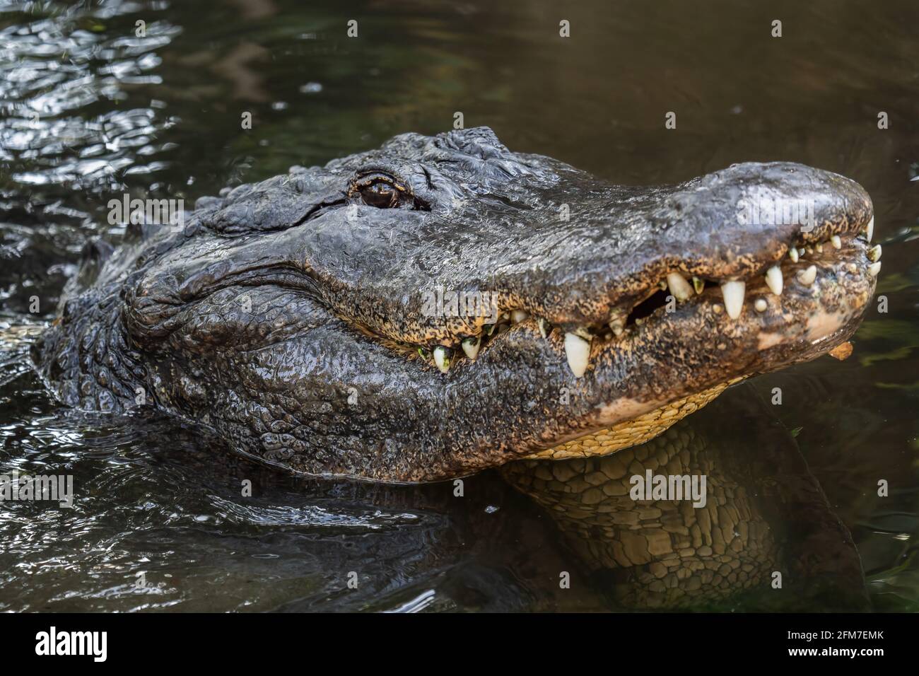 Ein bellender Alligator Stockfoto