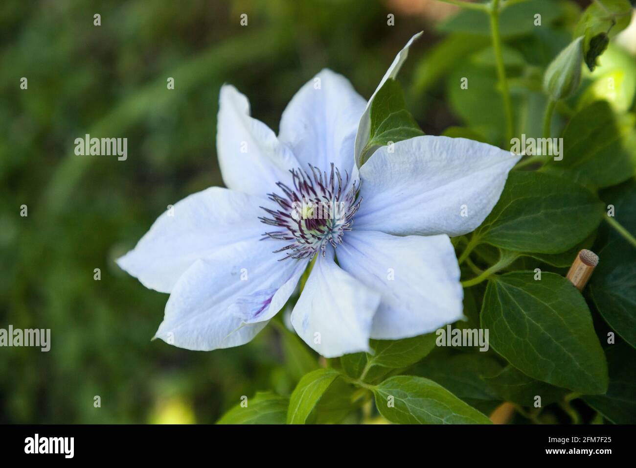 Die hellviolette Blume eines Boulevard Clematis blüht in Naples, Florida, in einem botanischen Garten. Stockfoto