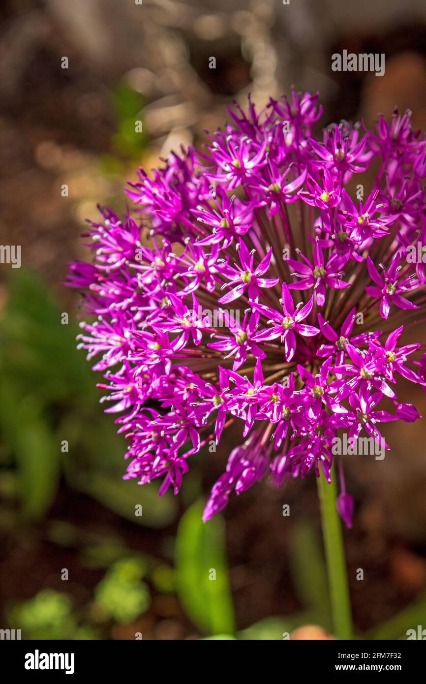 Purpurnes Frühlingsallium blüht im Sonnenlicht Stockfoto