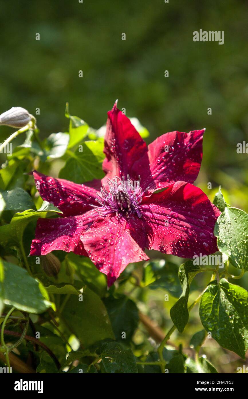 Rote Blume des Nubia Boulevard Clematis blüht in Naples, Florida, in einem botanischen Garten. Stockfoto