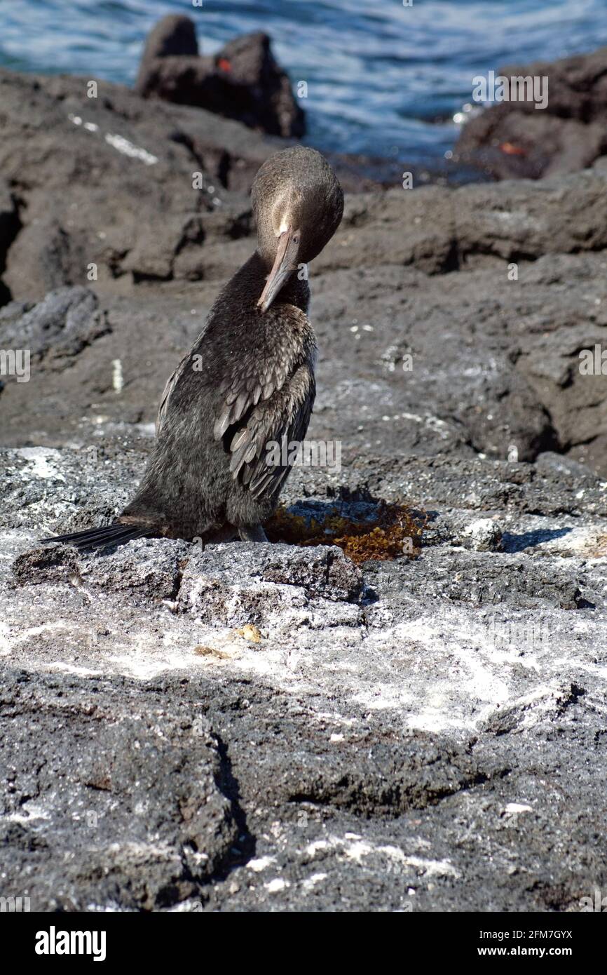 Flightless Cormorant (Phalacrocorax harrisi), der in Punta Espinoza, Fernandina Island, Galapagos, Ecuador, aufbrütet Stockfoto