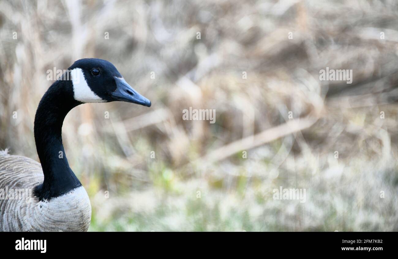 Eine kanadische Gans, um im Frühjahr eine Mahlzeit mit Gras zu essen. Stockfoto