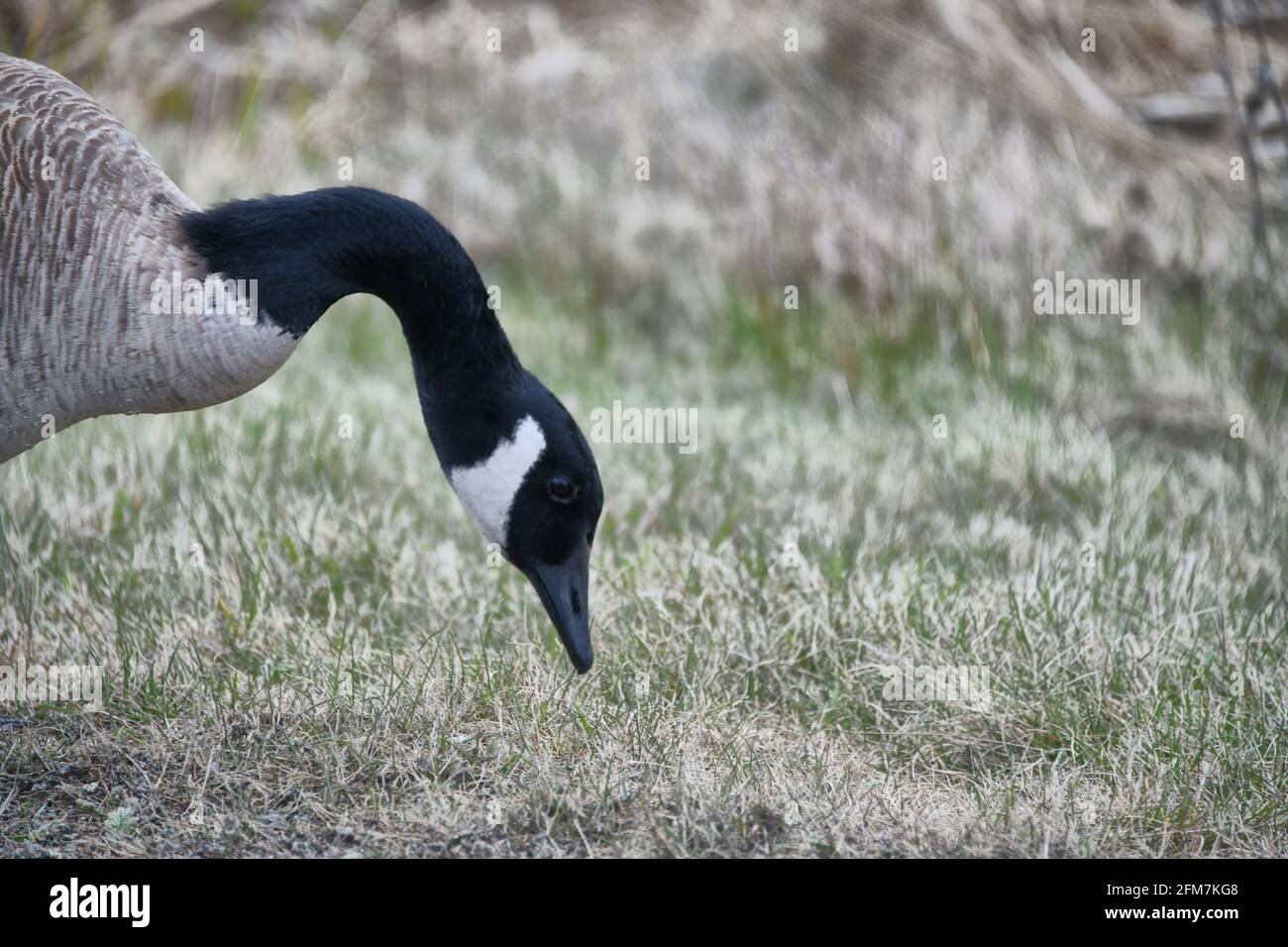 Eine kanadische Gans, um im Frühjahr eine Mahlzeit mit Gras zu essen. Stockfoto